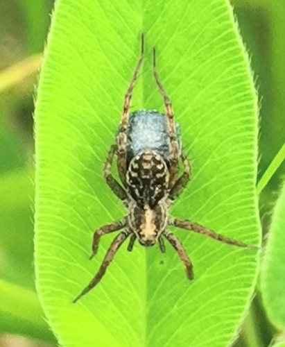 Pardosa pullata