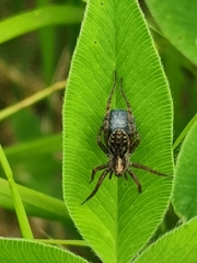 Pardosa fulvipes