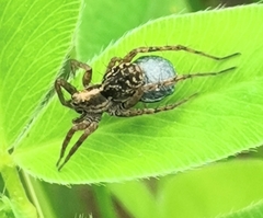 Pardosa fulvipes
