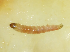 Lepidoptera