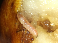 Lepidoptera