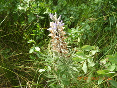 Lupinus parviflorus