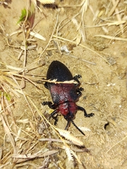 Coraliomela aeneoplagiata