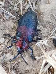 Coraliomela aeneoplagiata