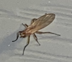 Lonchoptera bifurcata