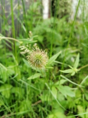 Geum