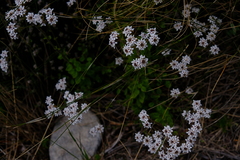 Pseudoselago peninsulae