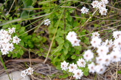 Pseudoselago peninsulae