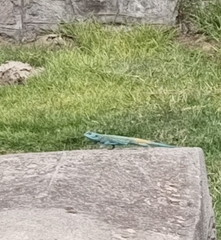 Acanthocercus atricollis