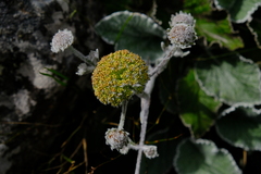 Hermas lanata