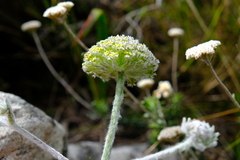 Hermas lanata