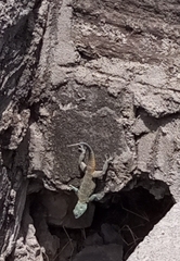 Acanthocercus atricollis