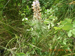 Lupinus parviflorus