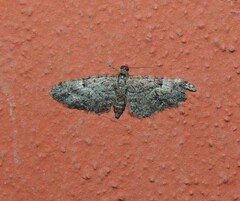 Eupithecia abbreviata