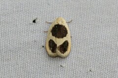 Garudinia biplagiata