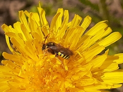 Nomada fucata