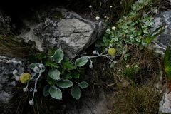 Hermas lanata