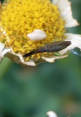 Heterotoma planicornis