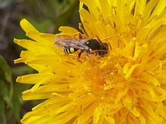Nomada fucata