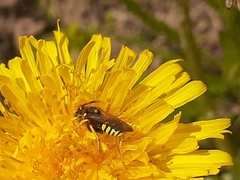 Nomada fucata