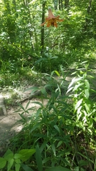 Lilium canadense