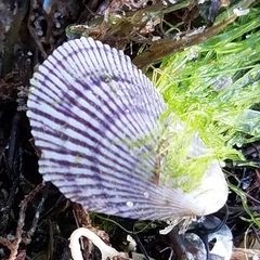 Brachidontes domingensis