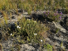 Jamesbrittenia microphylla