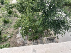 Malus asiatica