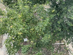 Malus asiatica