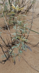 Chamaecytisus borysthenicus