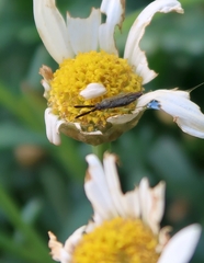 Heterotoma planicornis