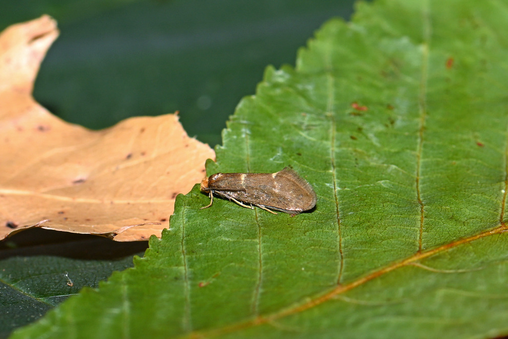 Incurvaria triglavensis