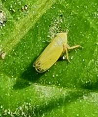 Diplocolenus