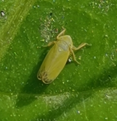 Diplocolenus
