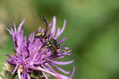 Physocephala nigra