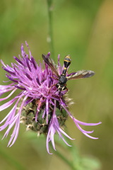 Physocephala nigra