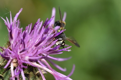 Physocephala nigra