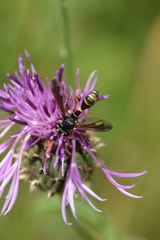 Physocephala nigra