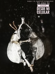 Cydianerus argenteus