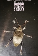 Cydianerus argenteus