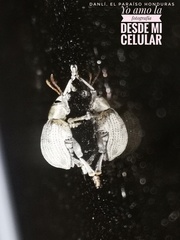 Cydianerus argenteus