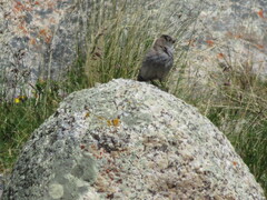 Leucosticte brandti