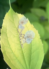 Liriomyza philadelphivora