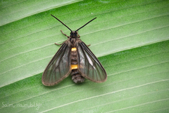 Psichotoe duvaucelii