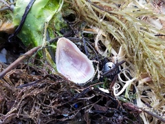 Brachidontes domingensis