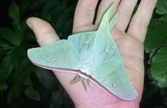 Actias gnoma