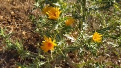 Scolymus maculatus