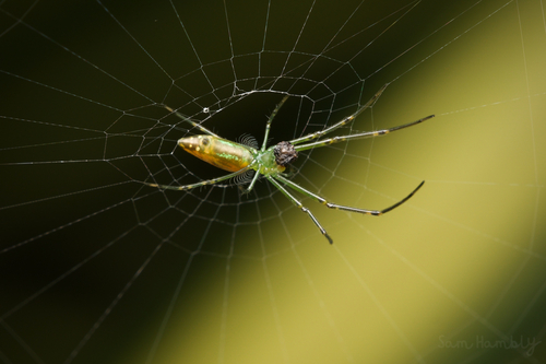 Decorative Vleispider