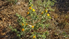 Scolymus maculatus