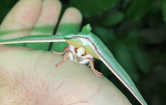 Actias gnoma